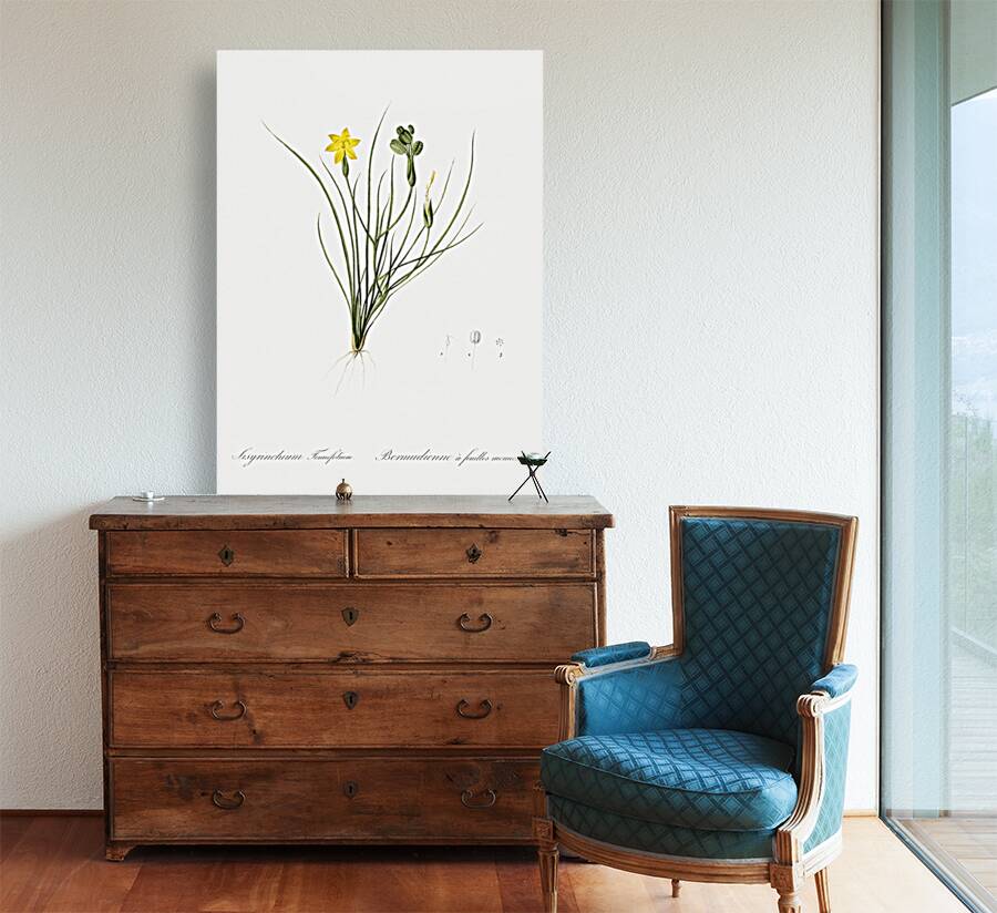 Golden blue-eyed grass illustration  Reproduction