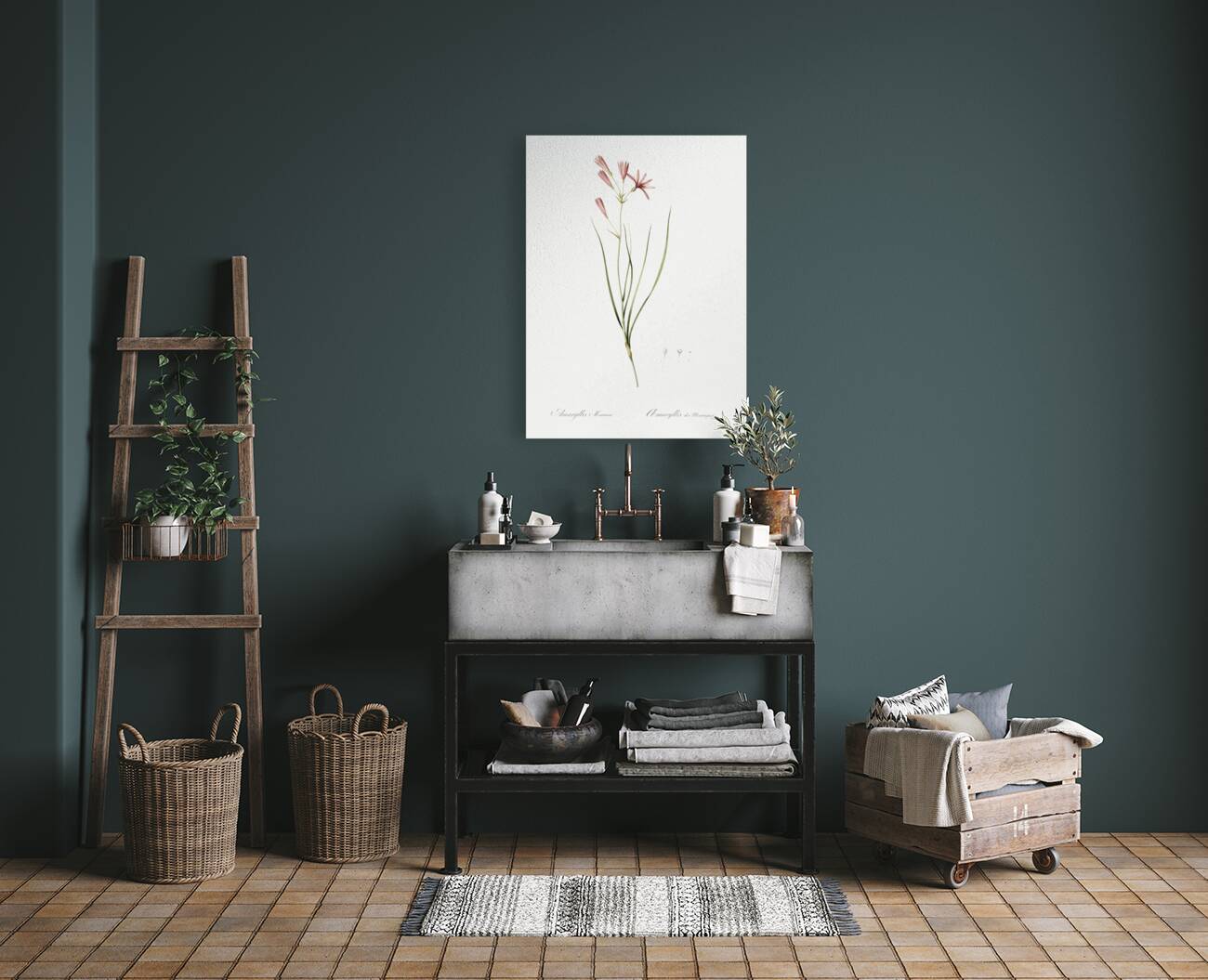 Amaryllis montana illustration  Reproduction