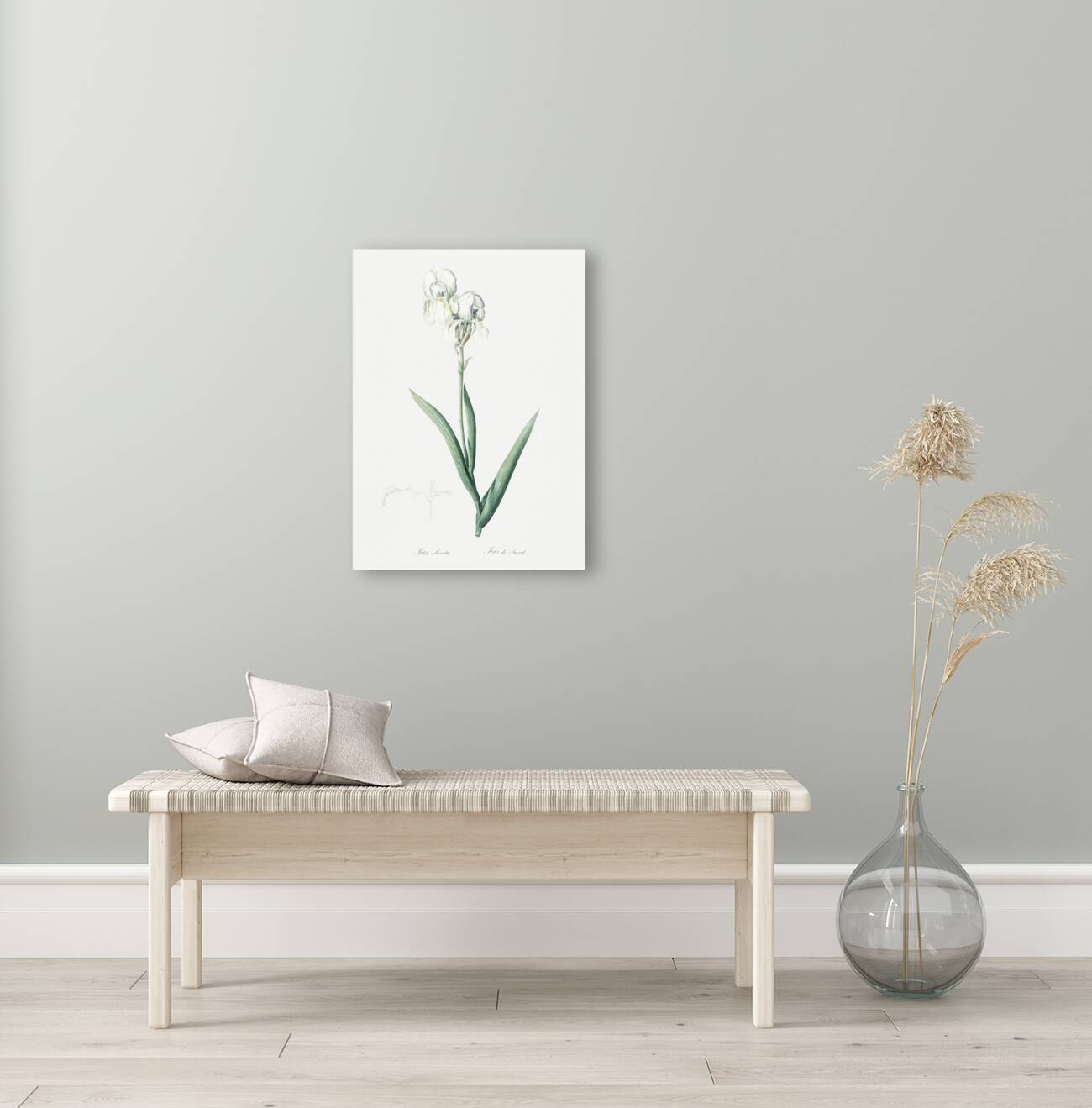 Tall bearded iris illustration  Reproduction