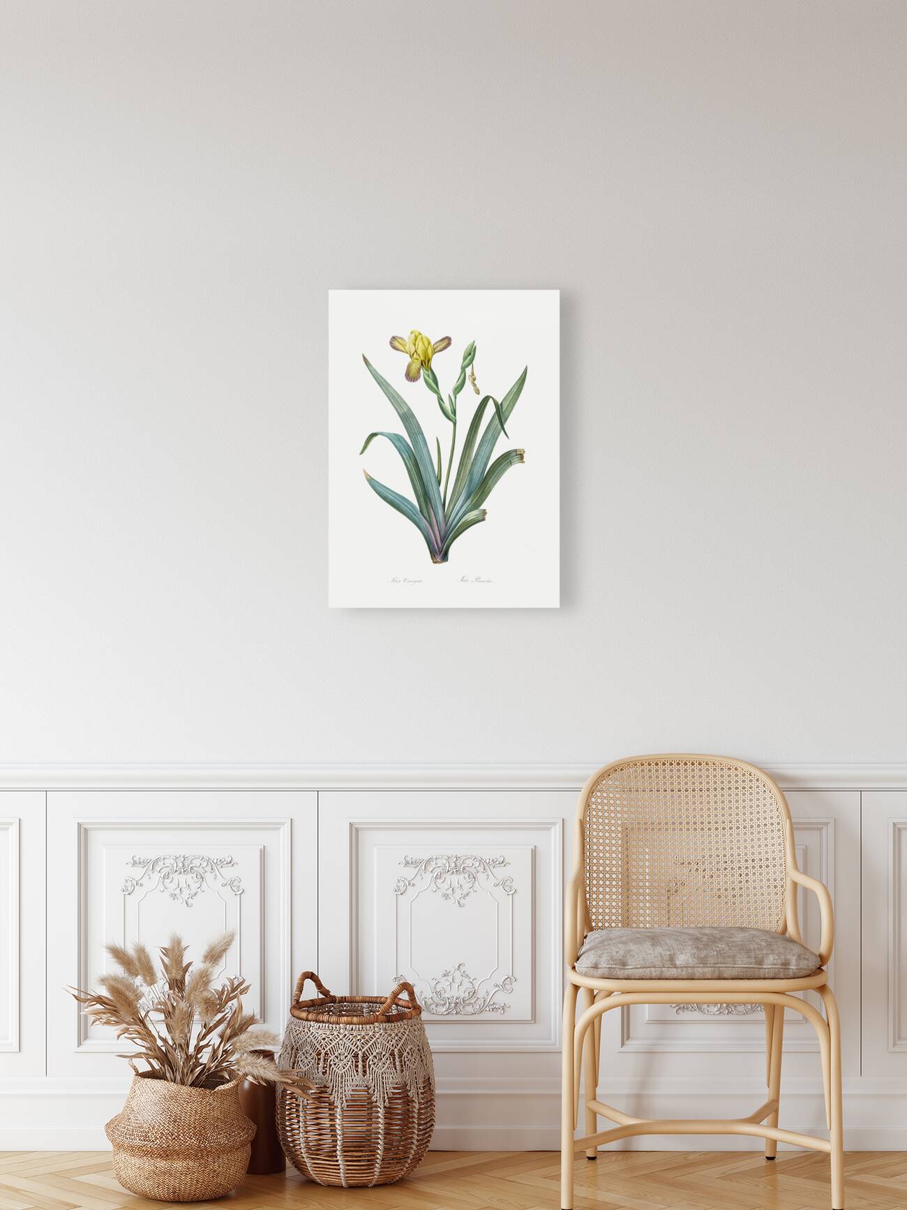 Hungarian iris illustration  Reproduction