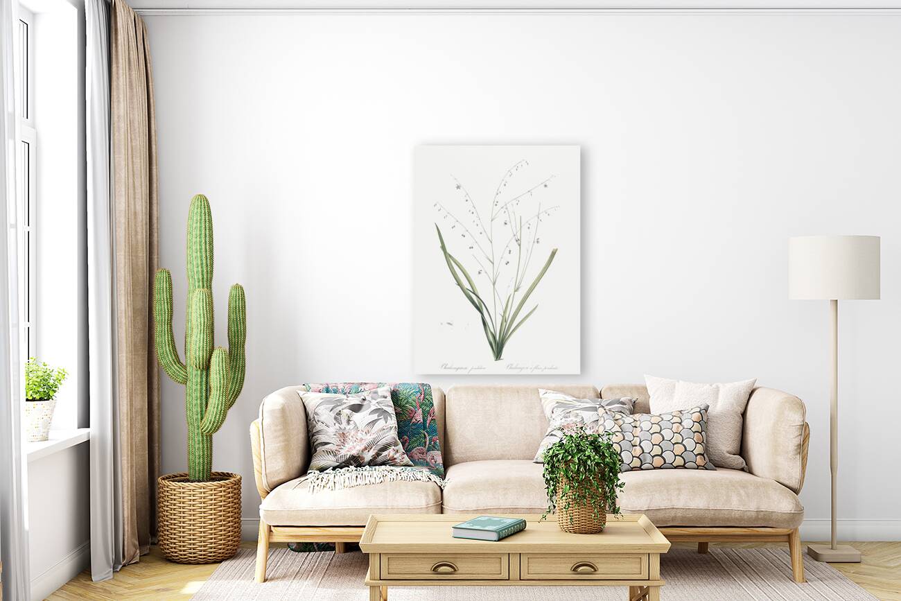 Pale vanilla lily illustration  Reproduction