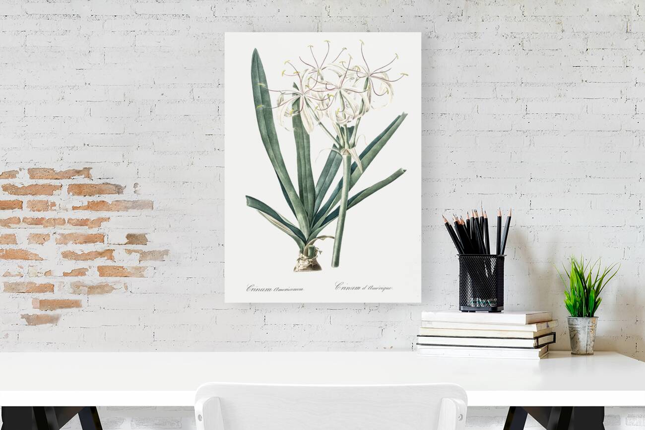 Florida swamp-lily illustration  Reproduction