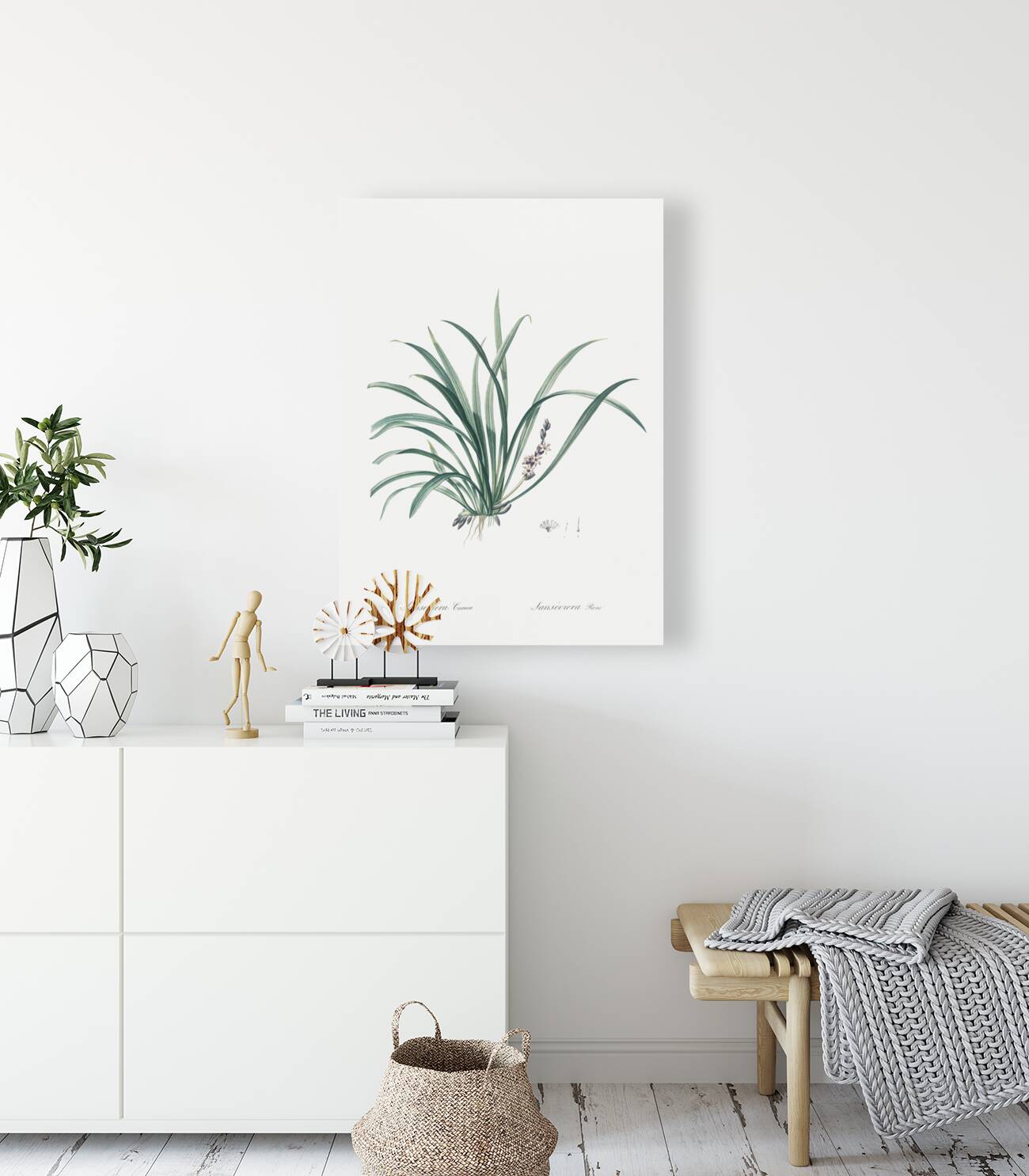 Sansevieria carnea illustration  Reproduction