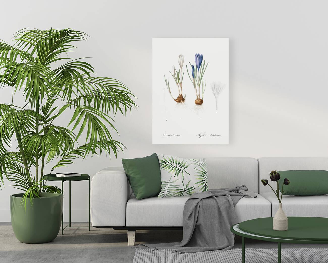 Spring crocus illustration  Reproduction