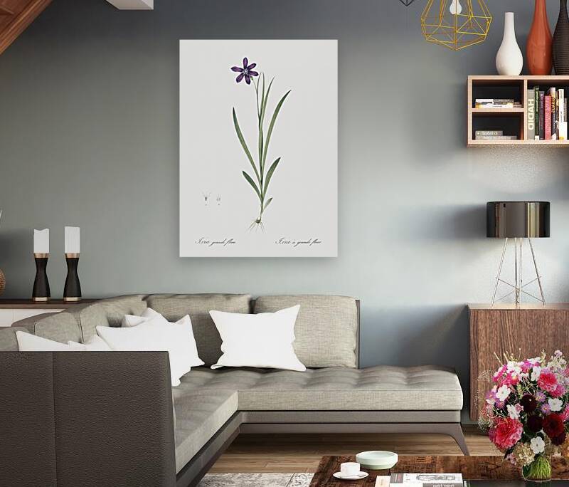 Spring crocus illustration  Reproduction