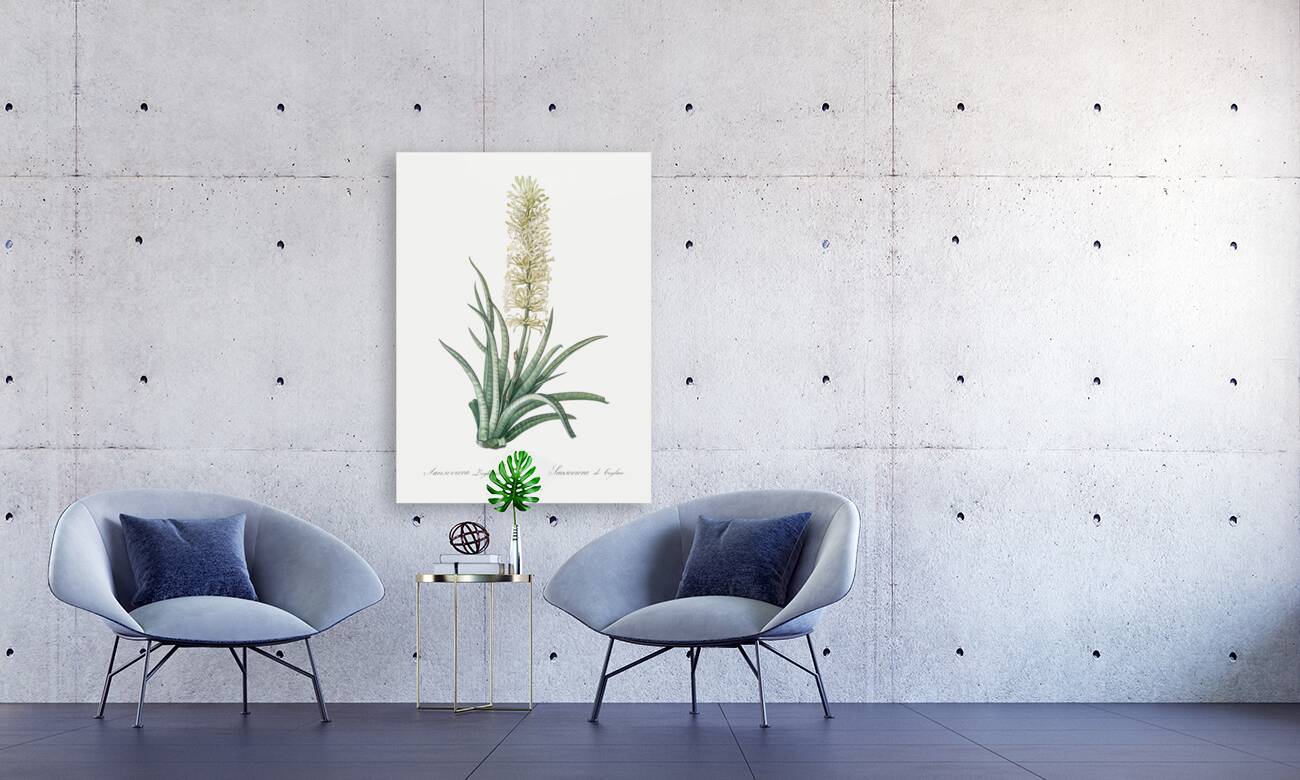 Snake plant illustration  Reproduction