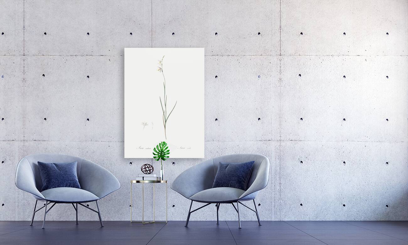 Hesperantha illustration  Reproduction