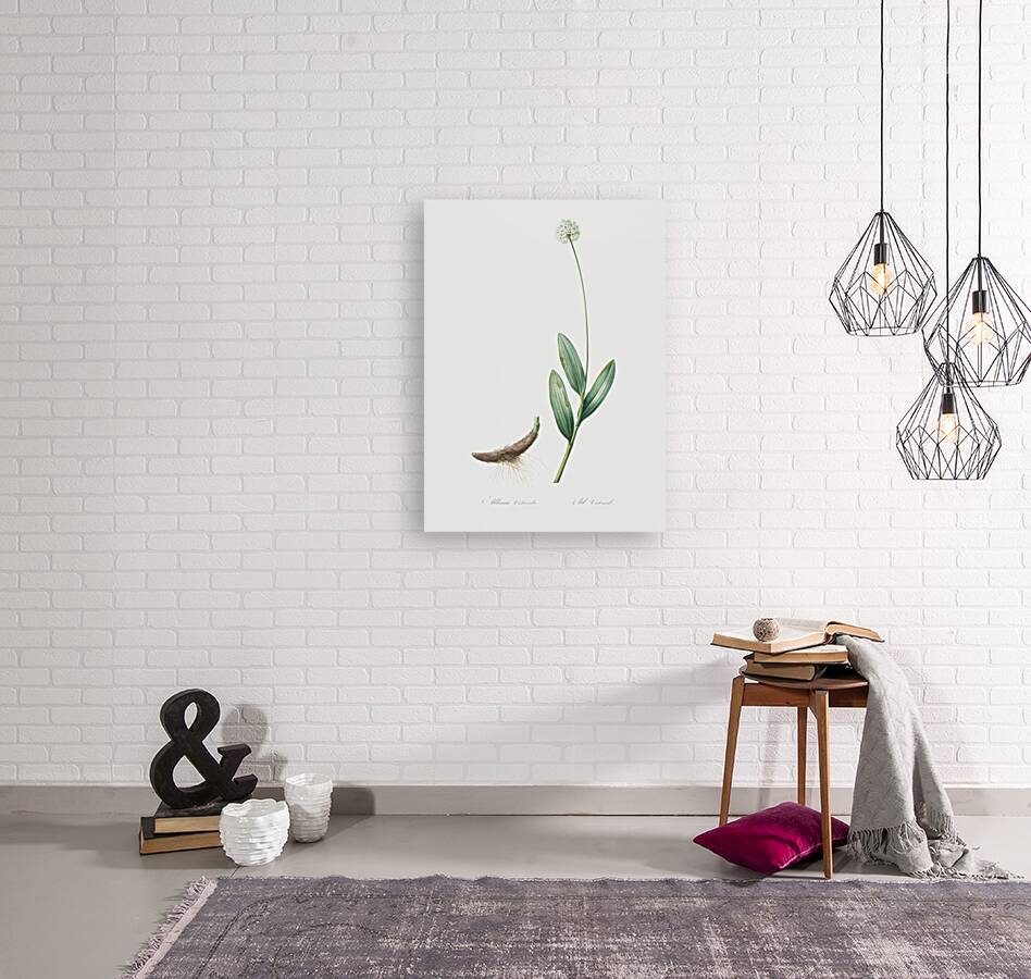 Victory onion illustration  Reproduction