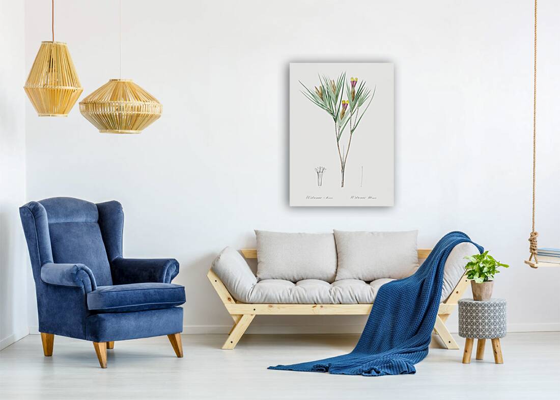 Witsenia maura illustration  Reproduction