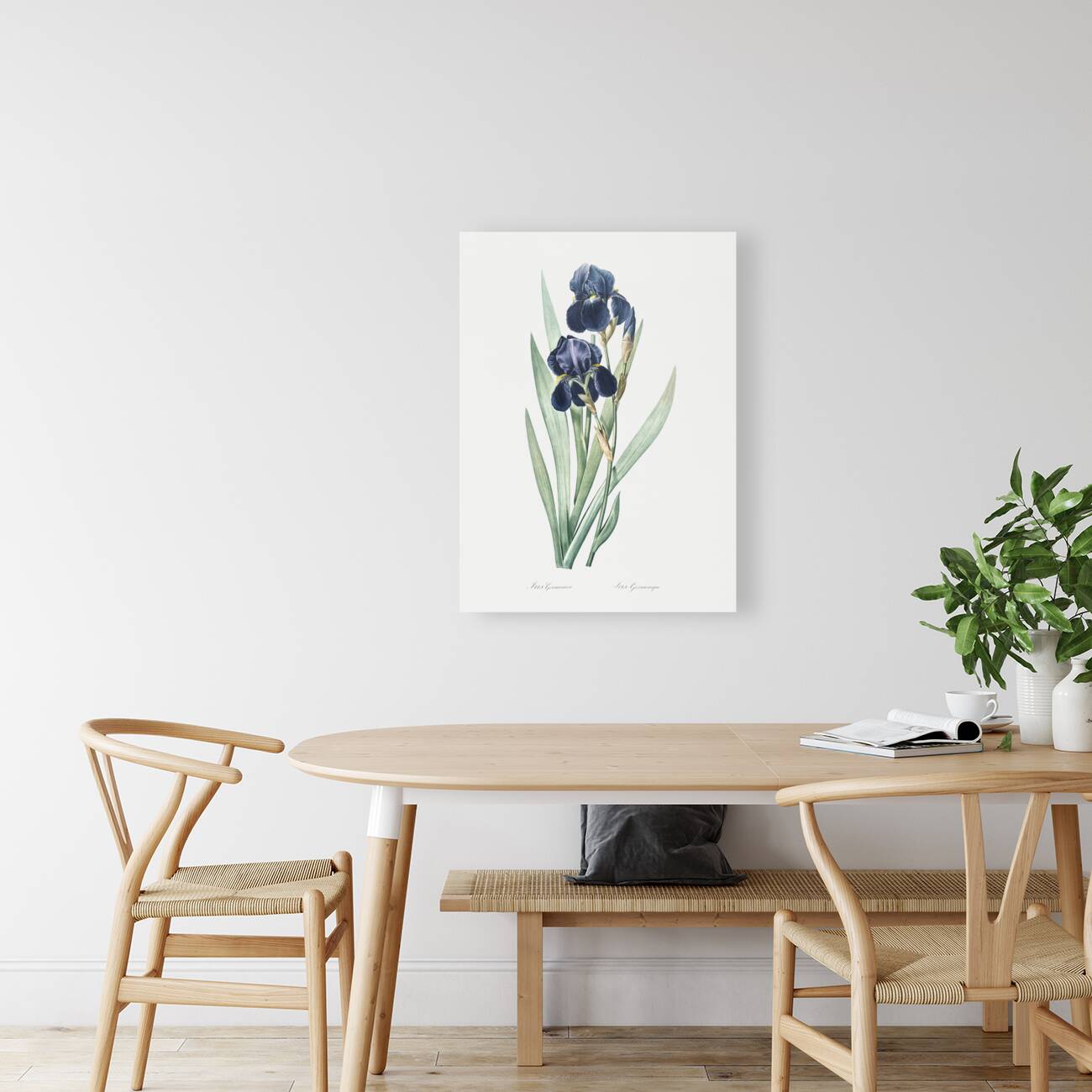 German iris illustration  Reproduction