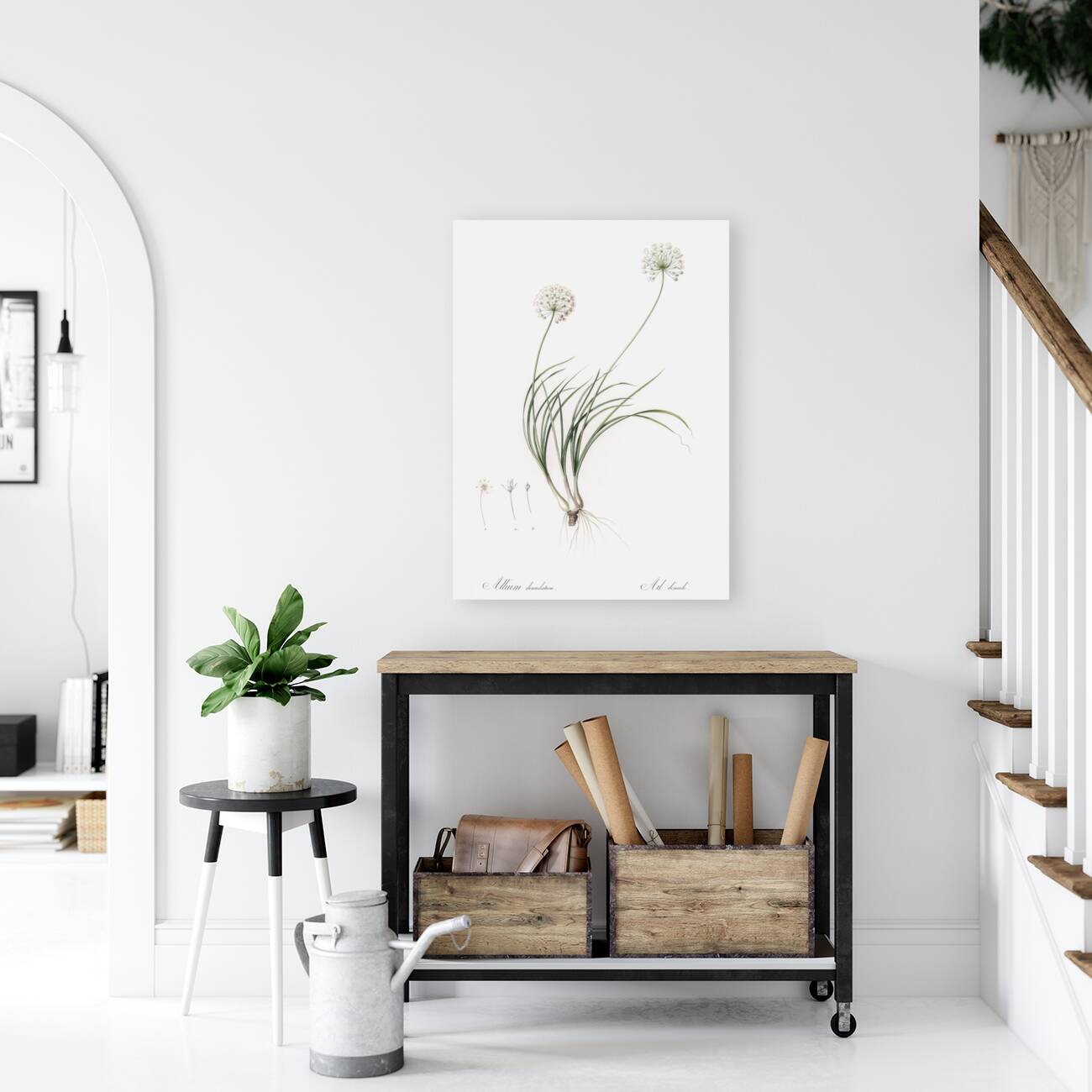 Allium denudatum illustration  Reproduction