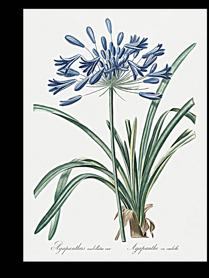 African lily illustration  Reproduction