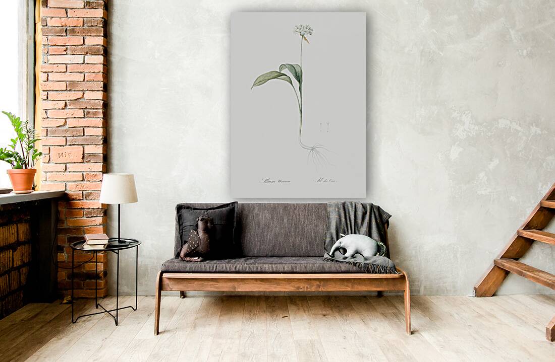 Paradise lily illustration  Reproduction