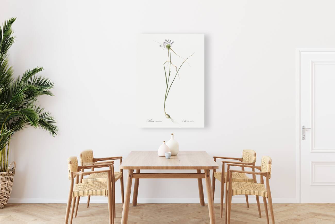 Keeled garlic illustration  Reproduction