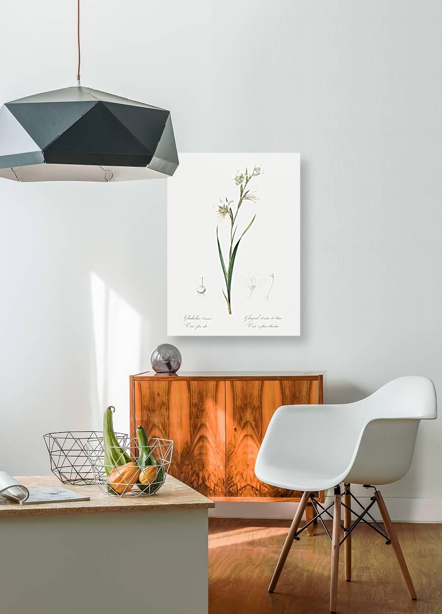 Painted lady illustration  Reproduction