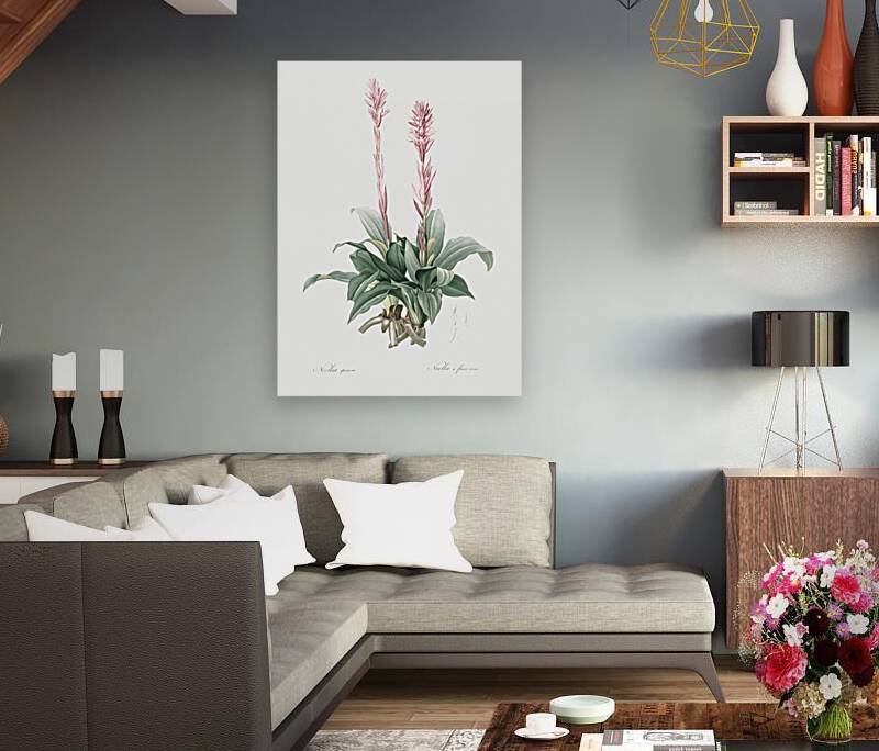 Latin American lady orchid illustration  Reproduction