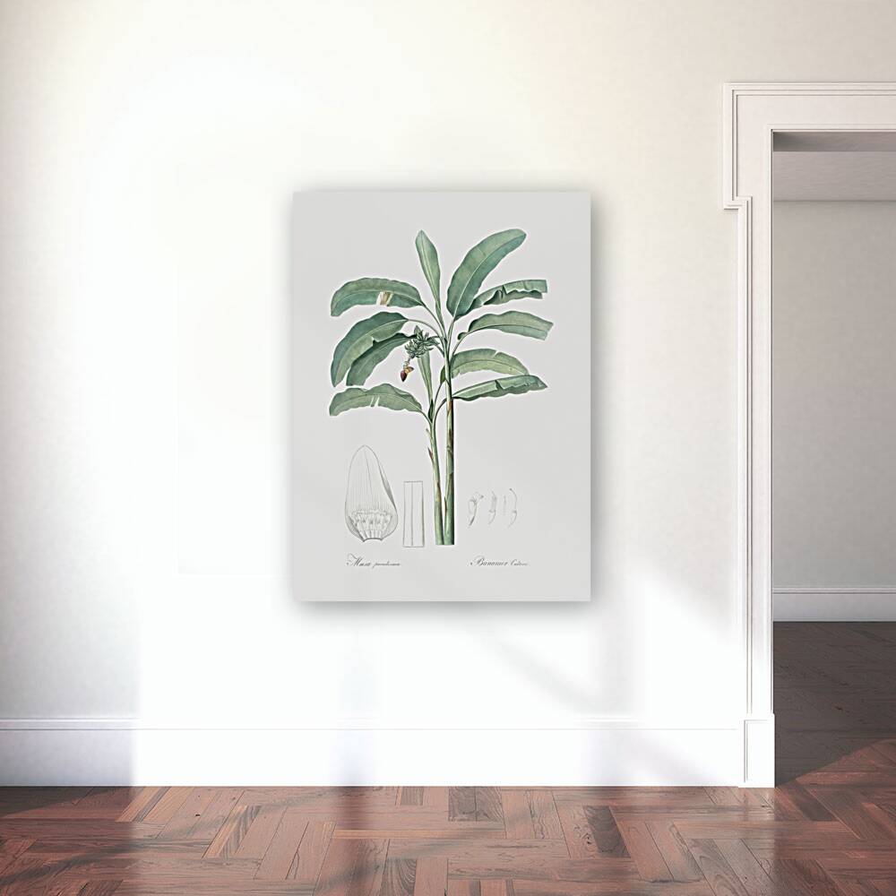 Banana illustration  Reproduction