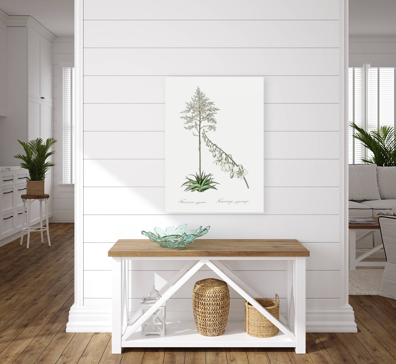 Giant cabuya illustration  Reproduction