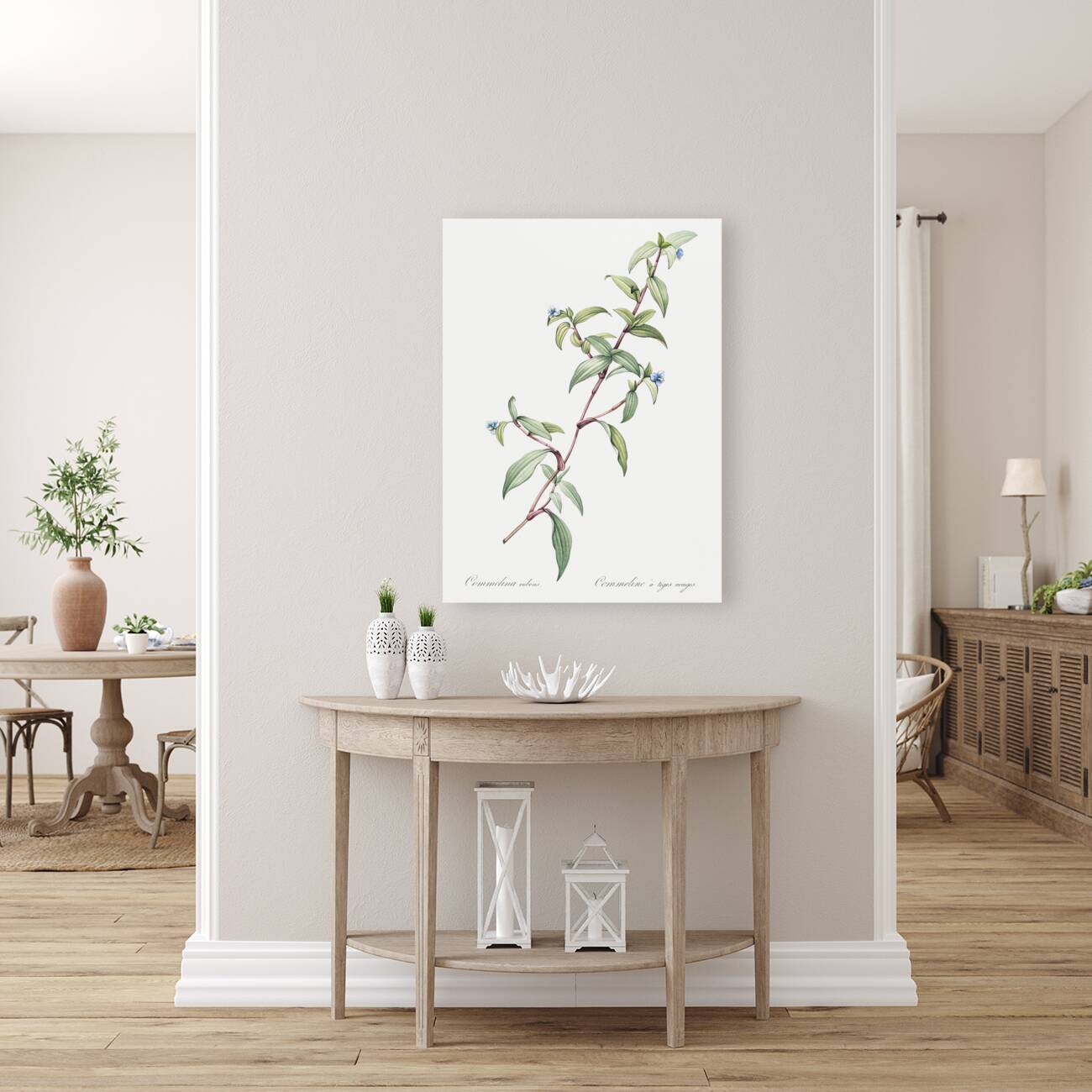 Birdbill dayflower illustration  Reproduction