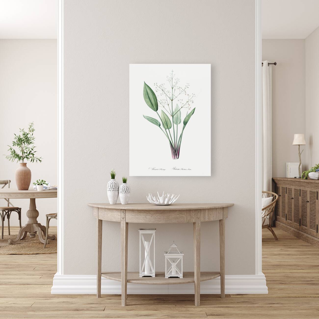 Ixia crispa illustration  Reproduction