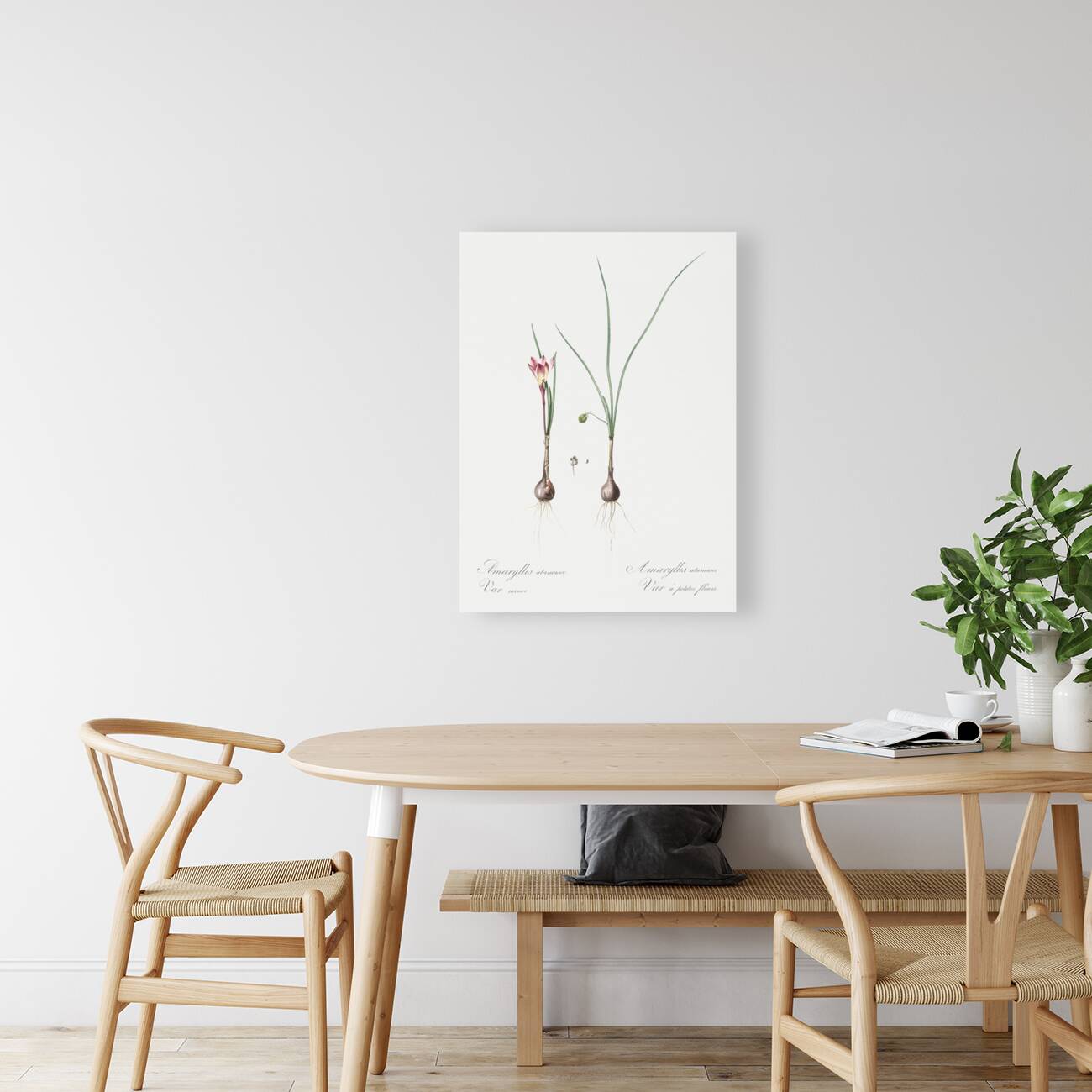 Atamasco lily illustration  Reproduction