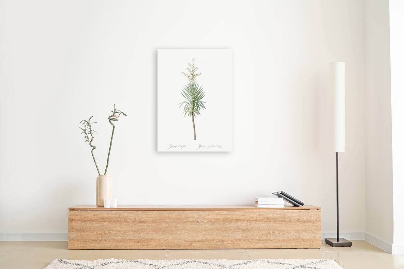 Aloe yucca illustration  Reproduction