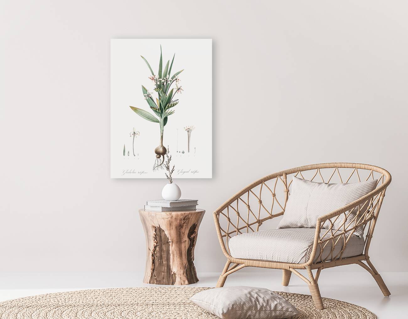 Baboon root illustration  Reproduction