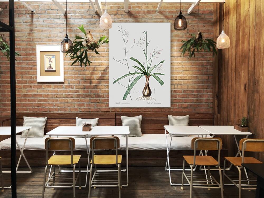 Wavy-leafed soap plant illustration  Reproduction