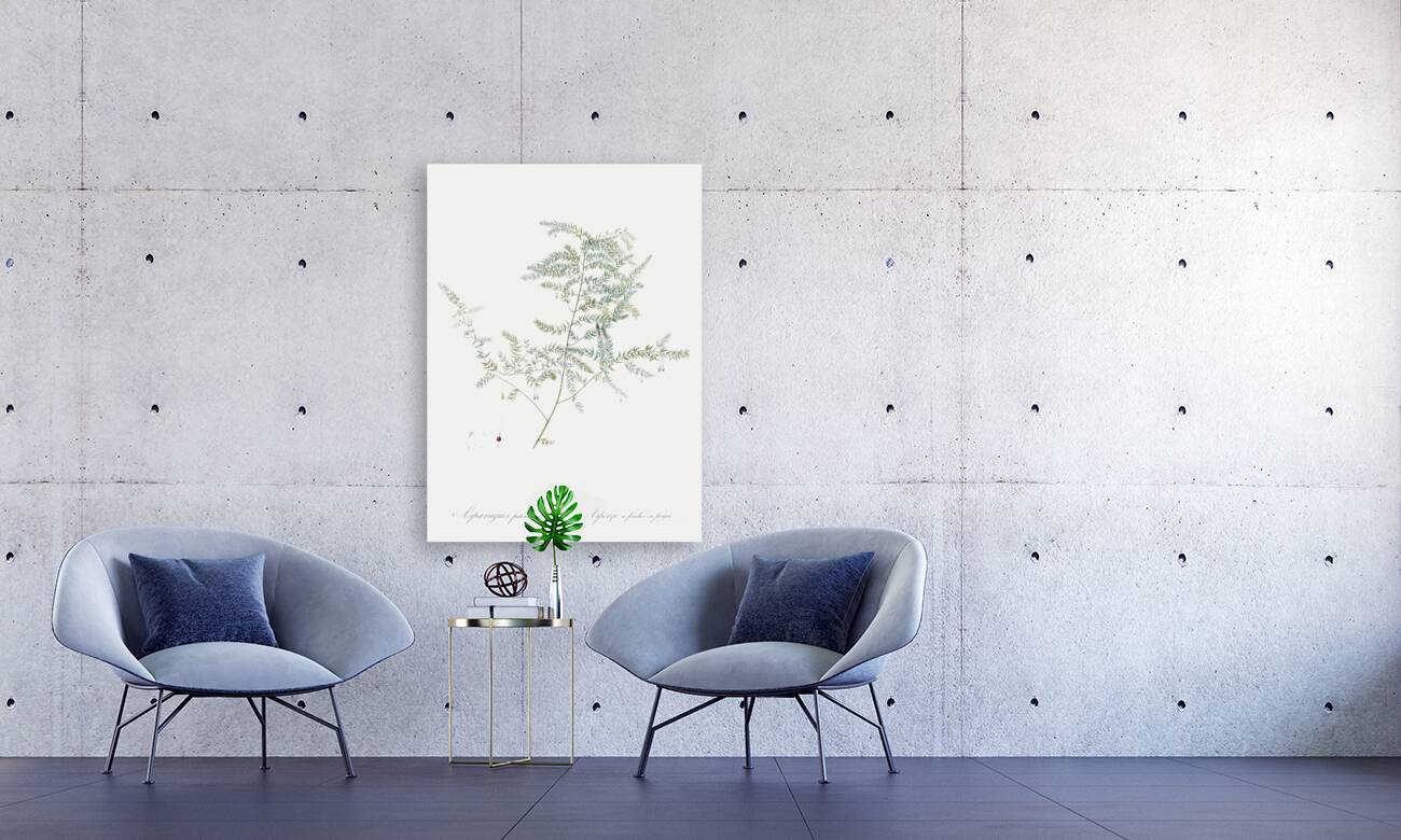 Climbing asparagus fern illustration  Reproduction