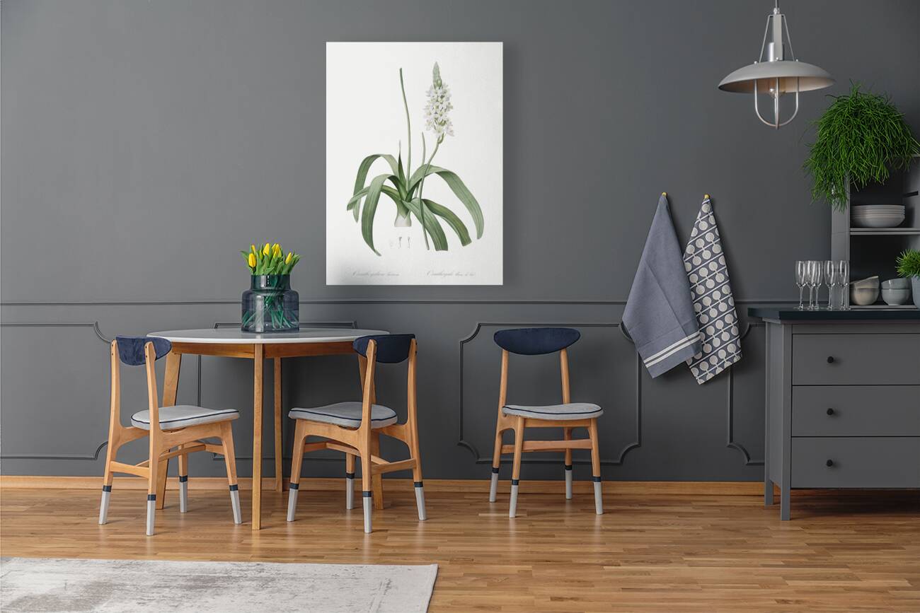 Narbonne star-of-Bethlehem illustration  Reproduction