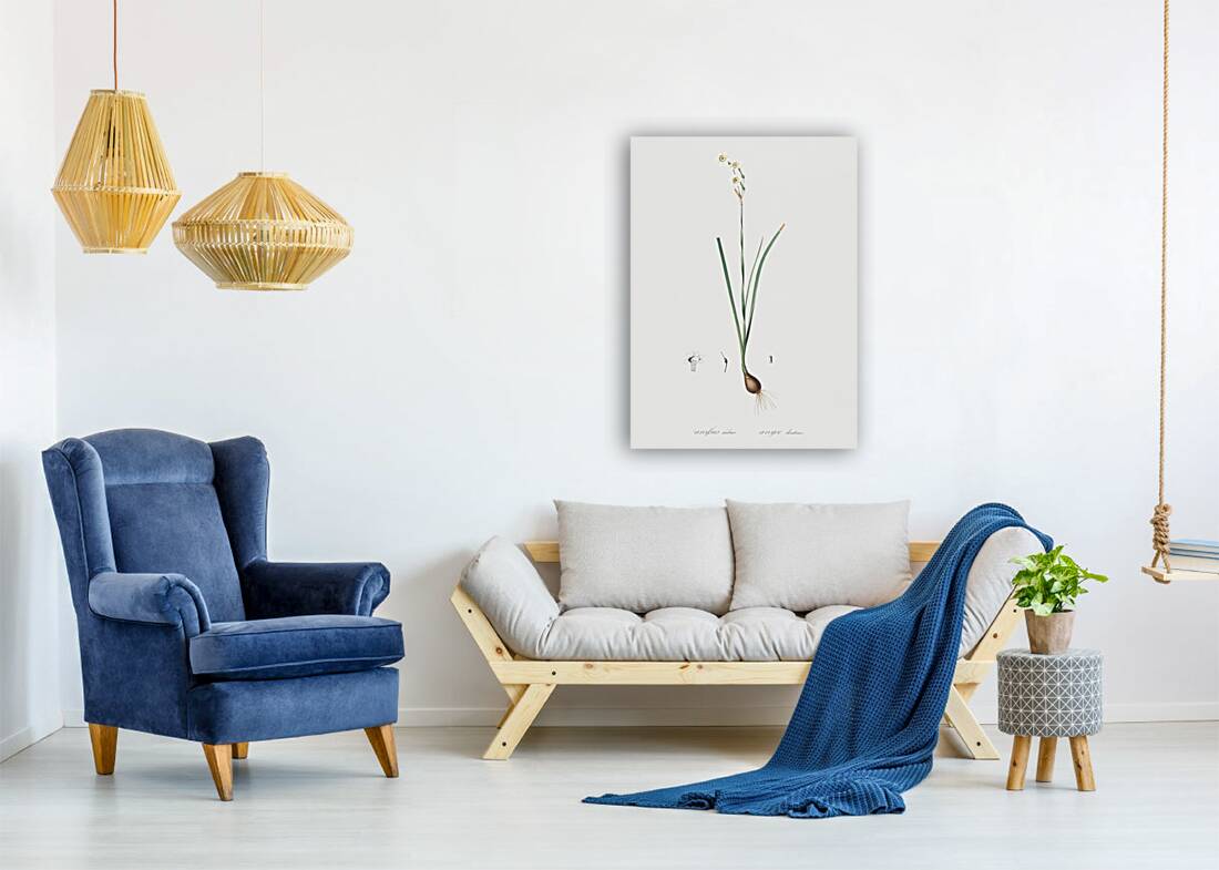 Species daffodil illustration  Reproduction