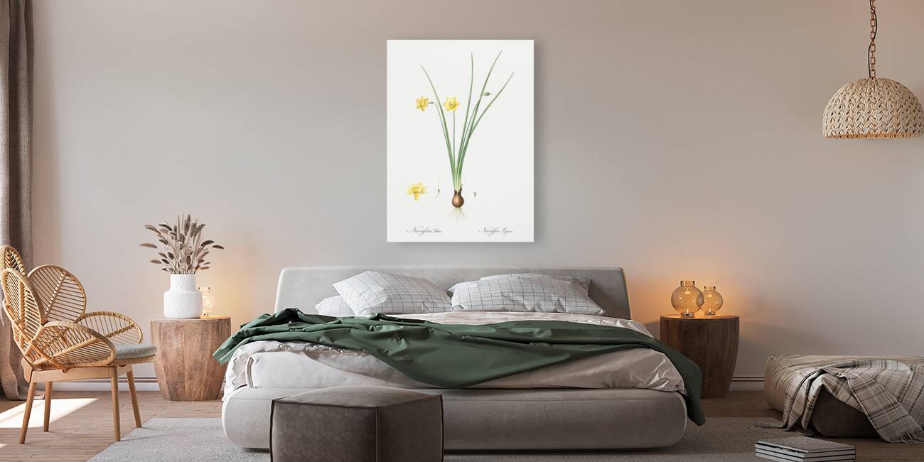 Daffodil illustration  Reproduction