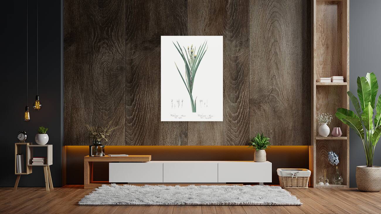 Bokmakierie & tail illustration  Reproduction