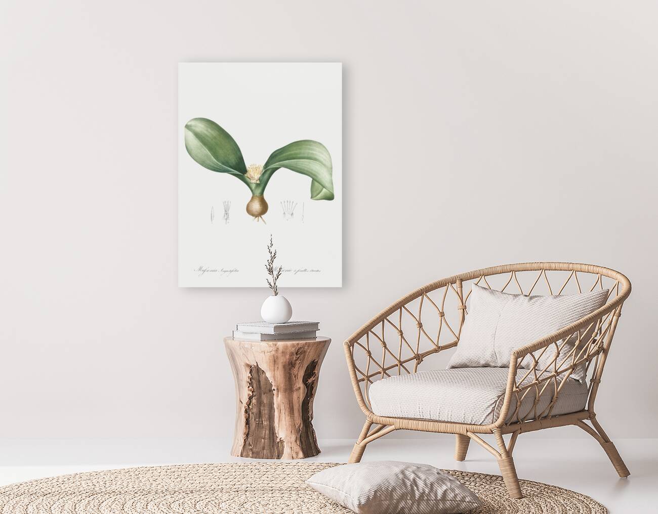 Hedgehog lily illustration  Reproduction