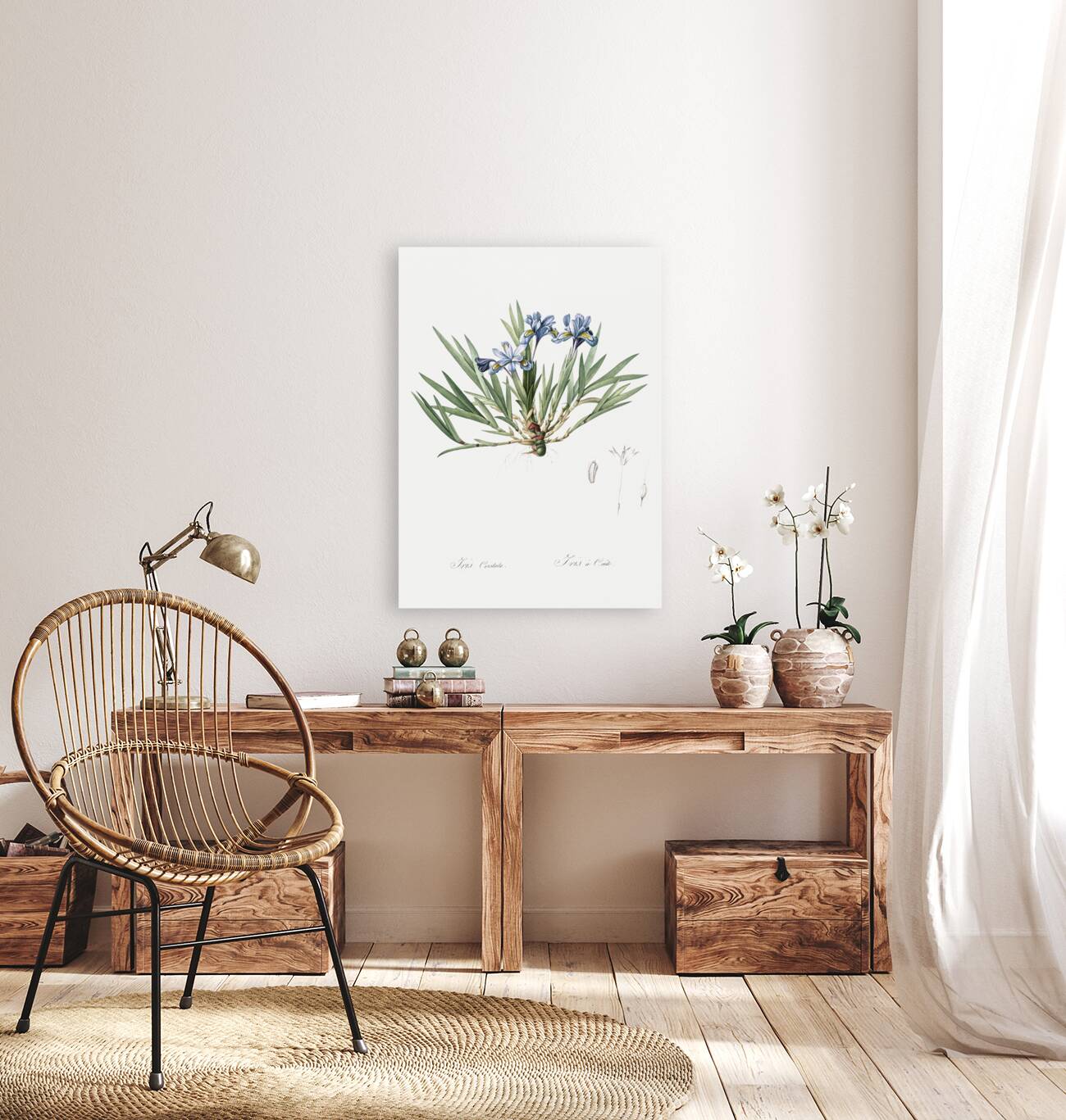 Dwarf crested iris illustration  Reproduction