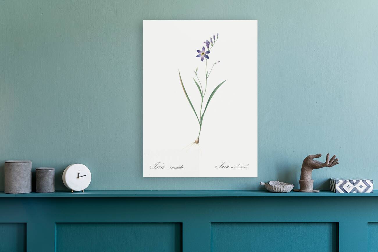 Ixia secunda illustration  Reproduction