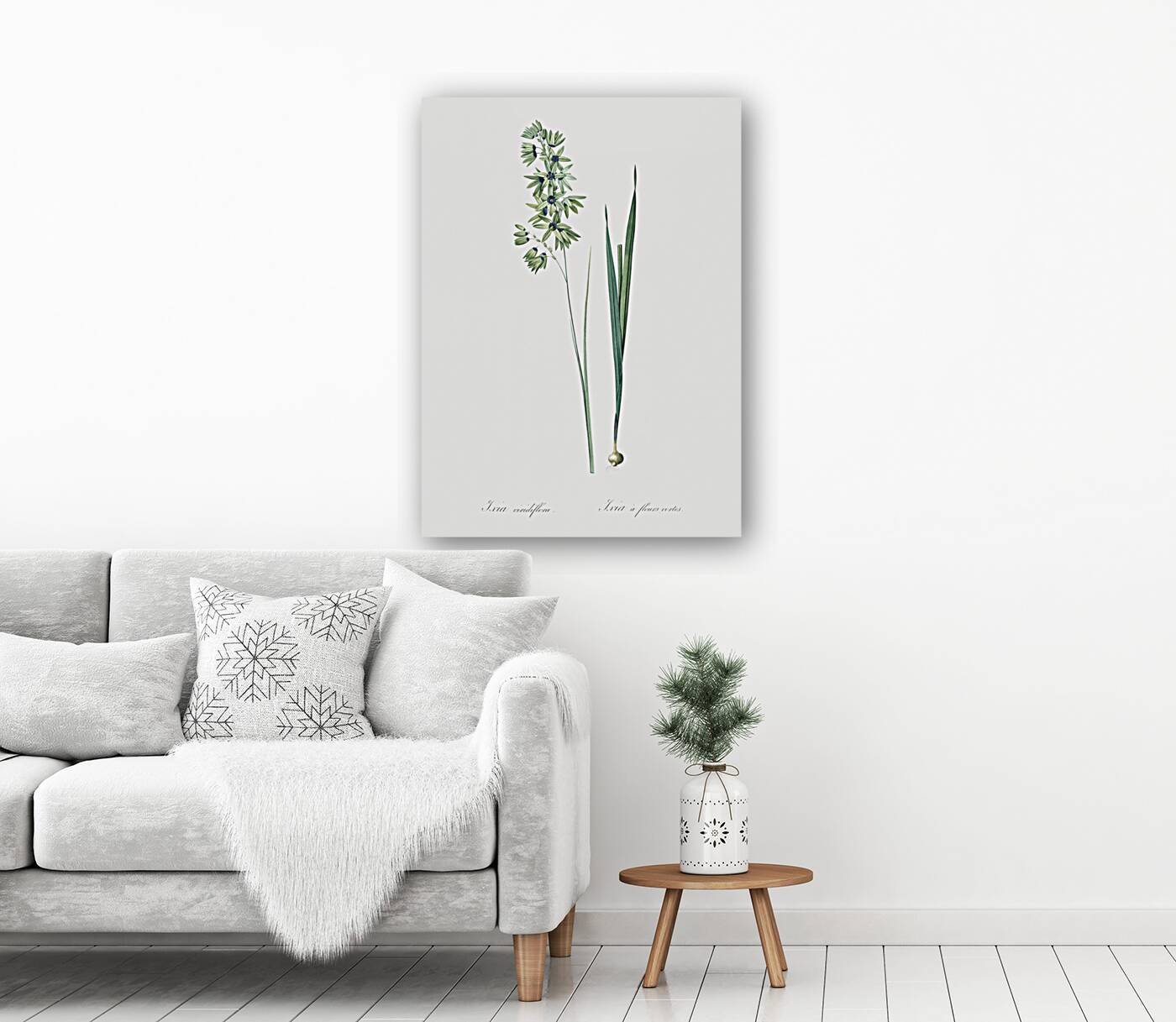 Turquoise ixia illustration  Reproduction