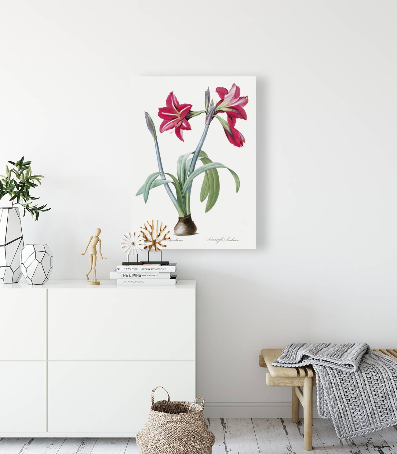 Brazilian amaryllis illustration  Reproduction