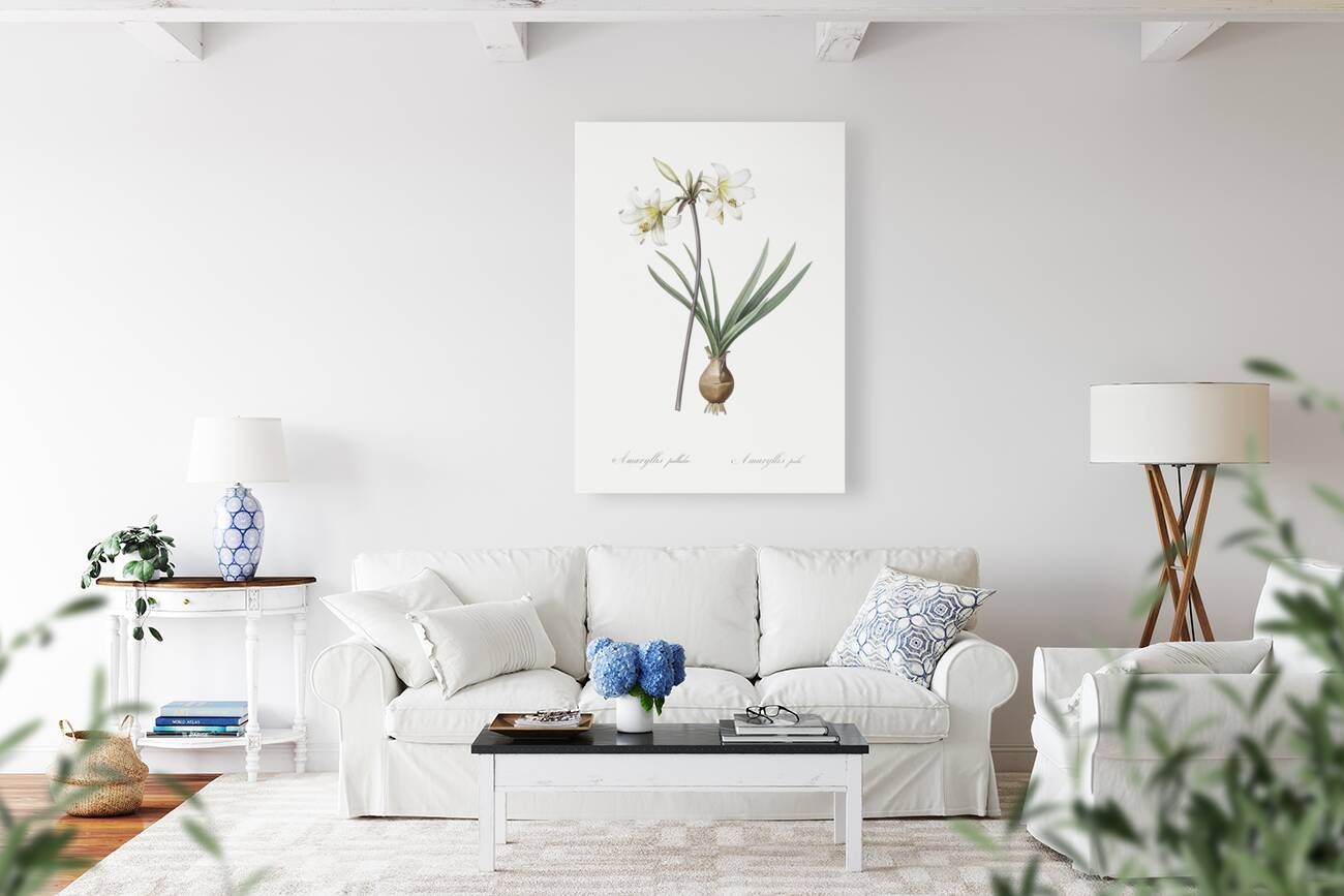 Belladonna lily illustration  Reproduction