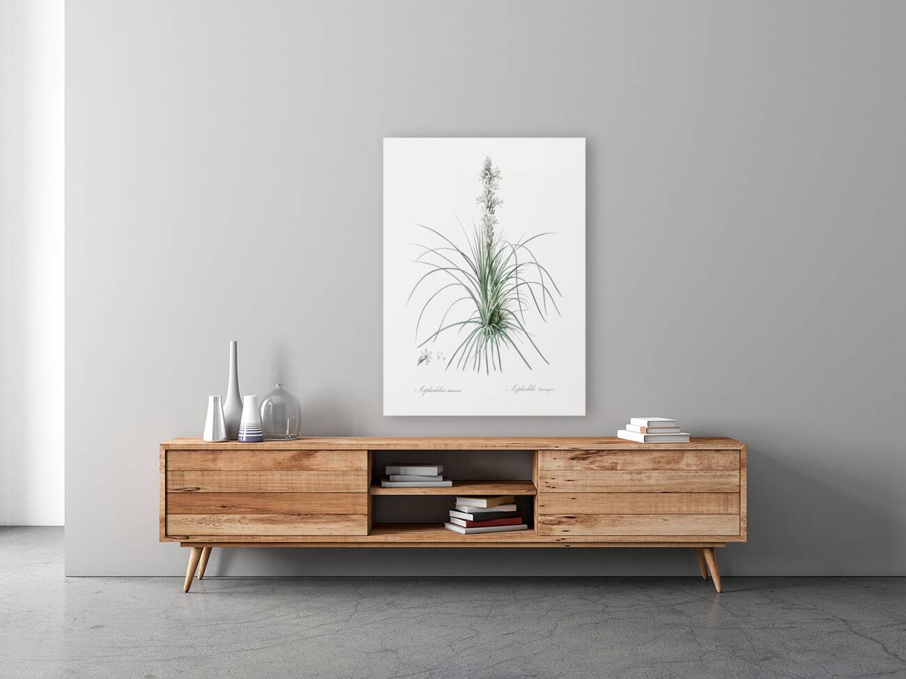 Thin asphodeline illustration  Reproduction