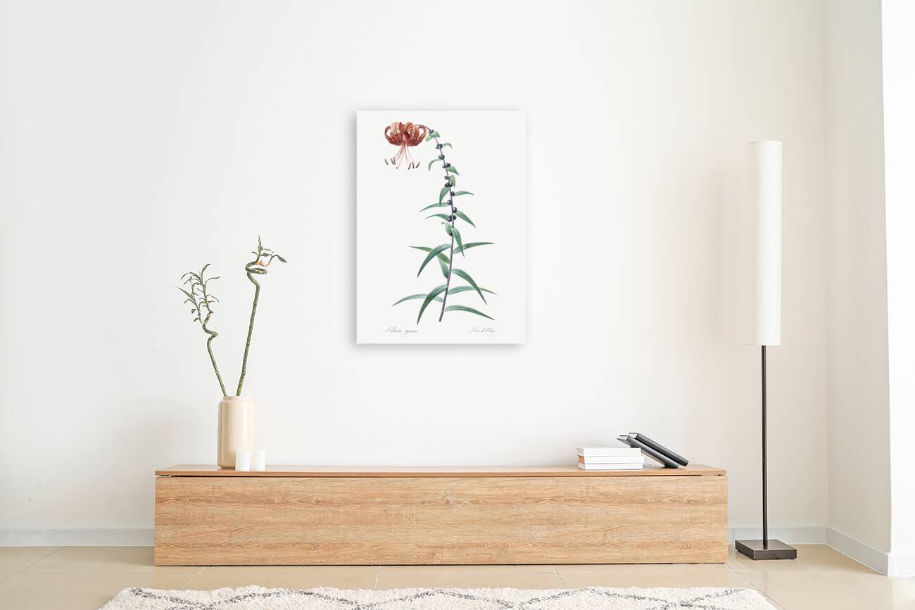 Tiger lily illustration  Reproduction