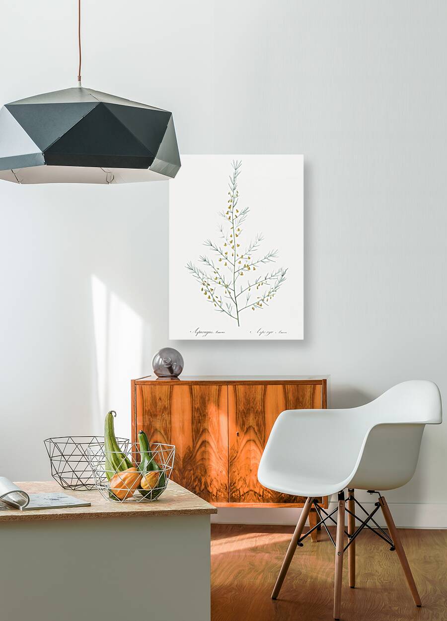 Sea asparagus illustration  Reproduction