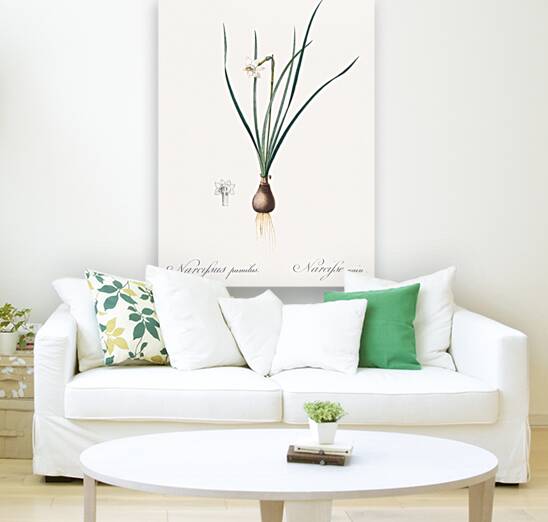 Daffodils illustration  Reproduction