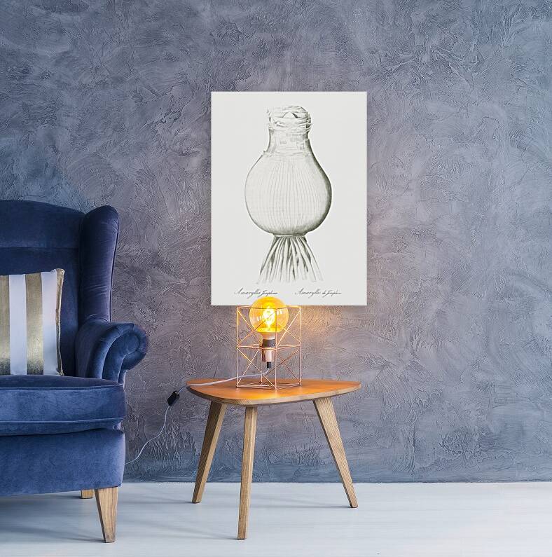 Daffodils illustration  Reproduction