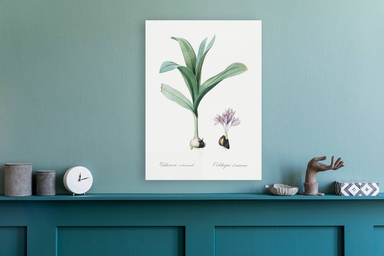 Autumn crocus illustration  Reproduction