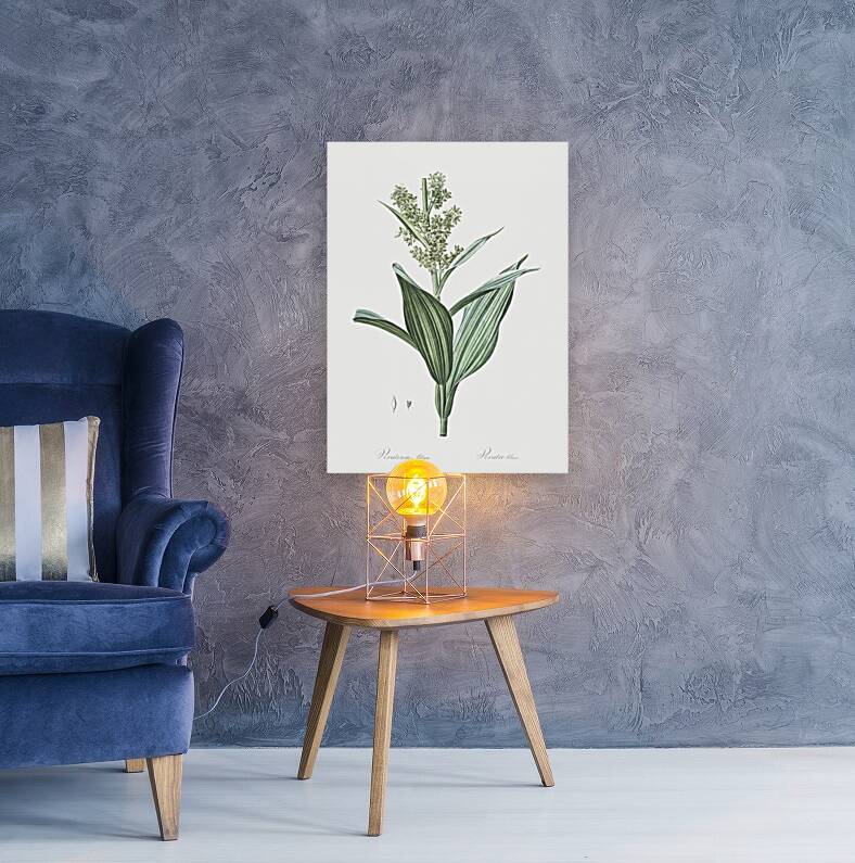 False helleborine illustration  Reproduction