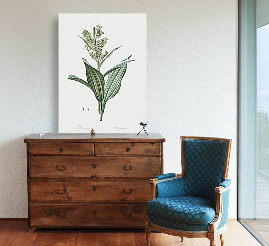 Netted-veined amaryllis illustration  Reproduction