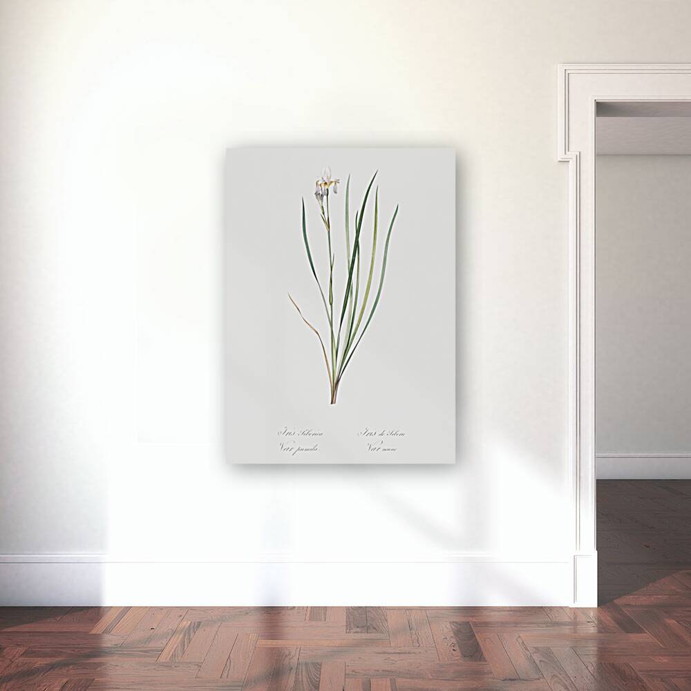 Siberian iris illustration  Reproduction