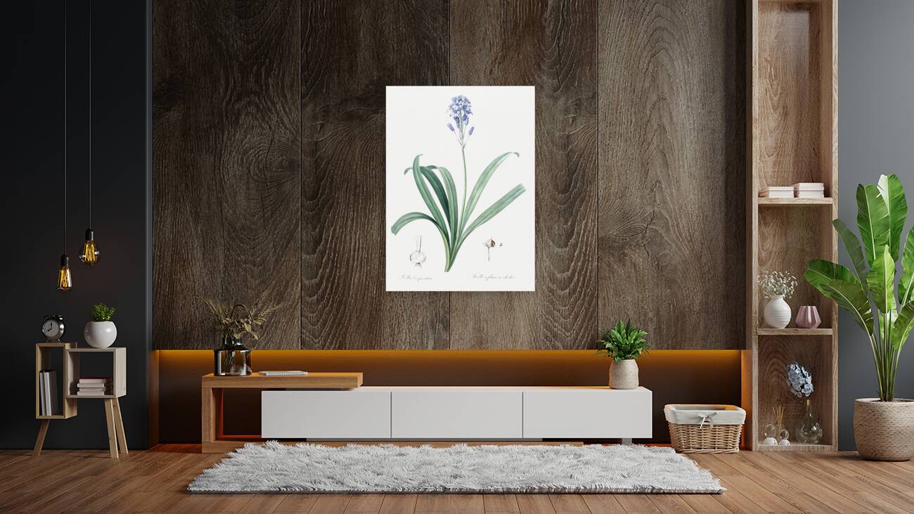 Netted-veined amaryllis illustration  Reproduction