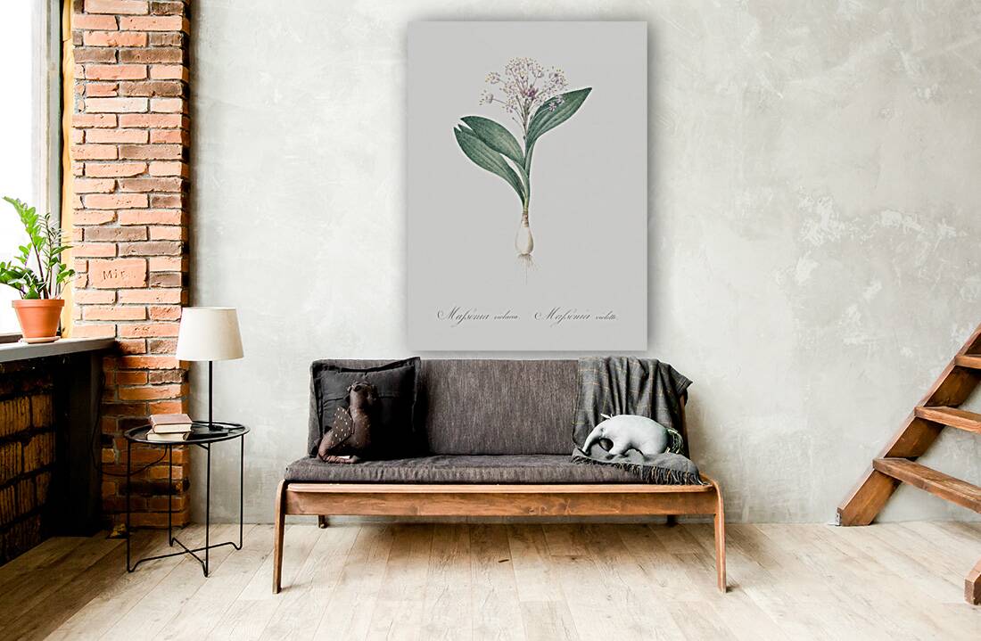 Pygmy hyacinth illustration  Reproduction